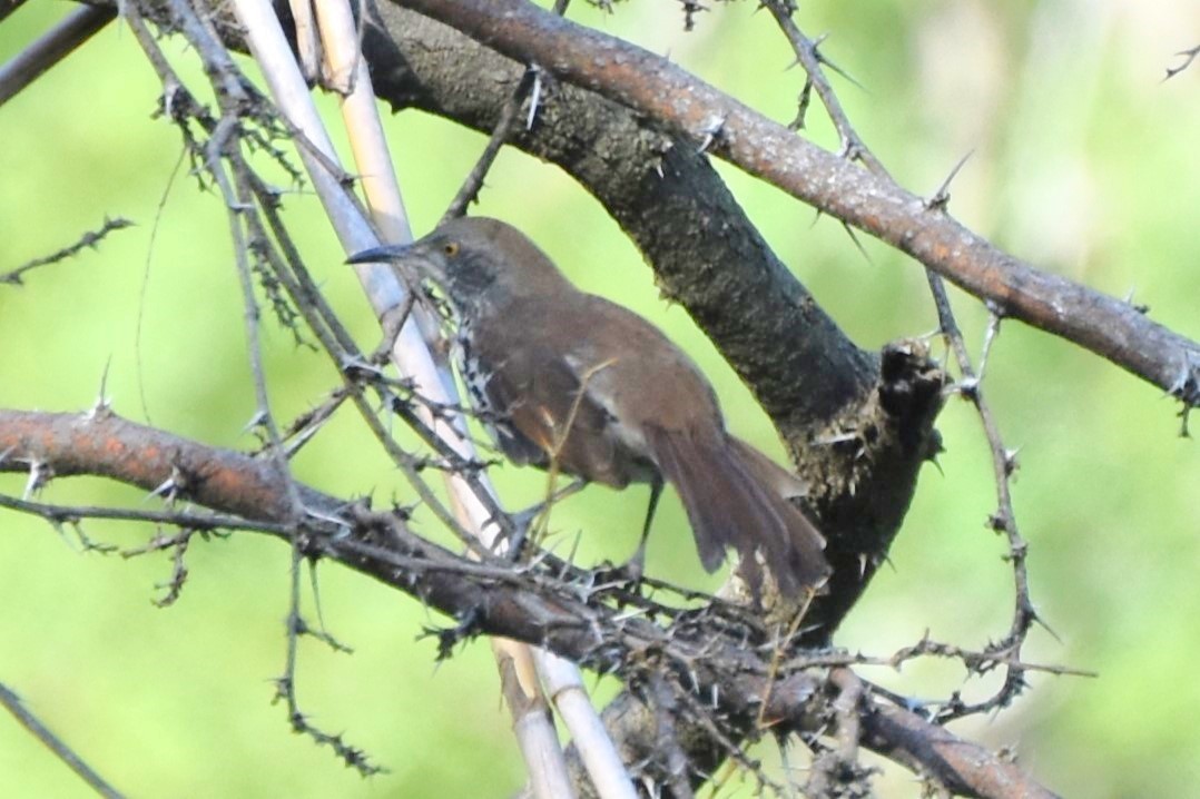 Long-billed Thrasher - ML642682091