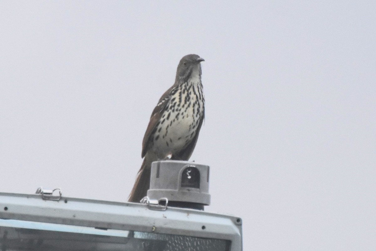Long-billed Thrasher - ML642682092