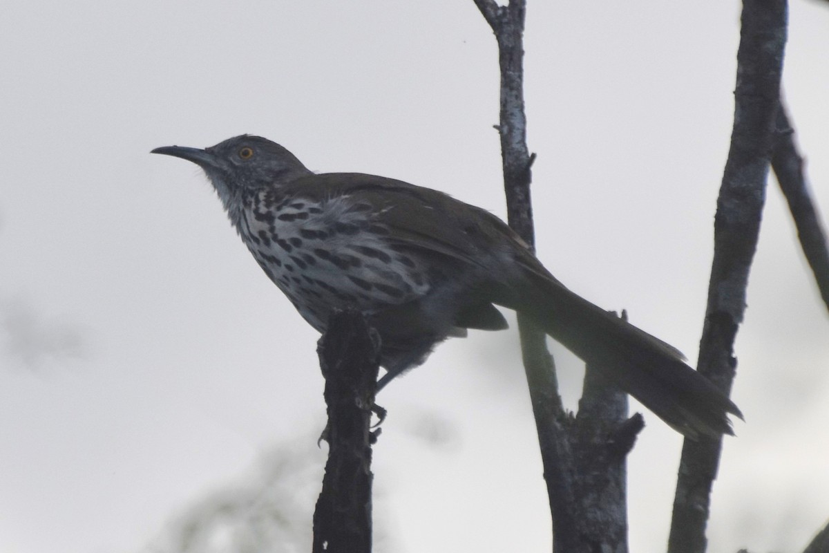 Long-billed Thrasher - ML642682093