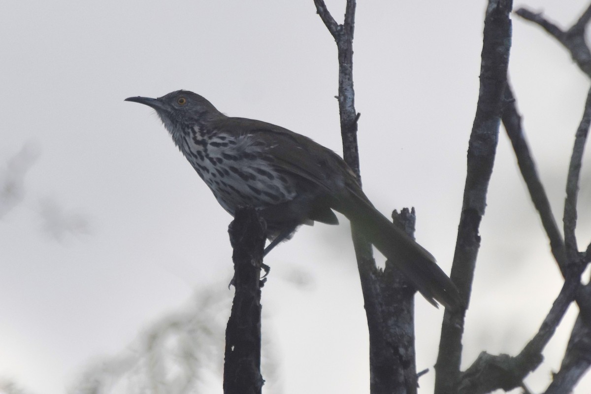 Long-billed Thrasher - ML642682094