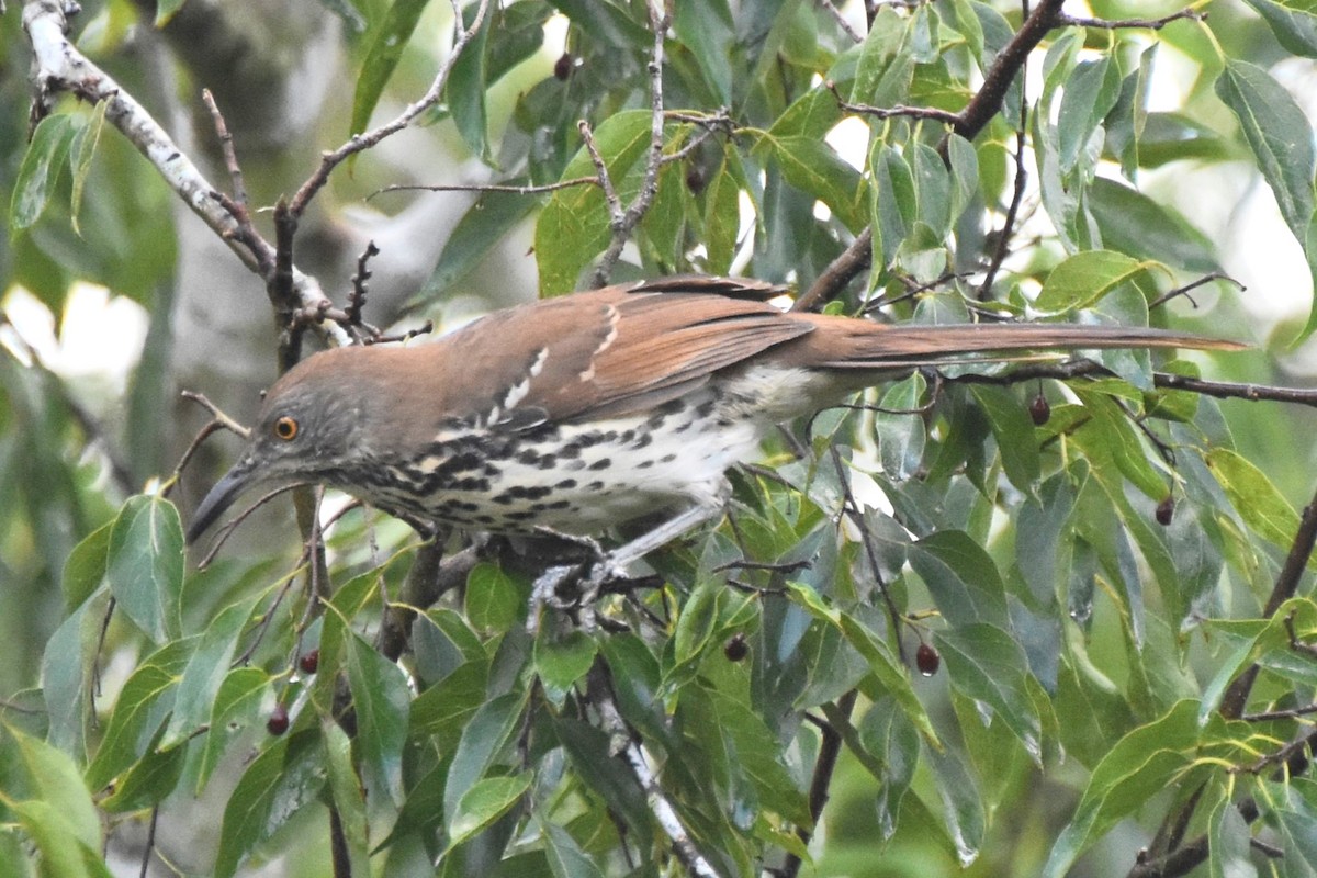 Long-billed Thrasher - ML642682095