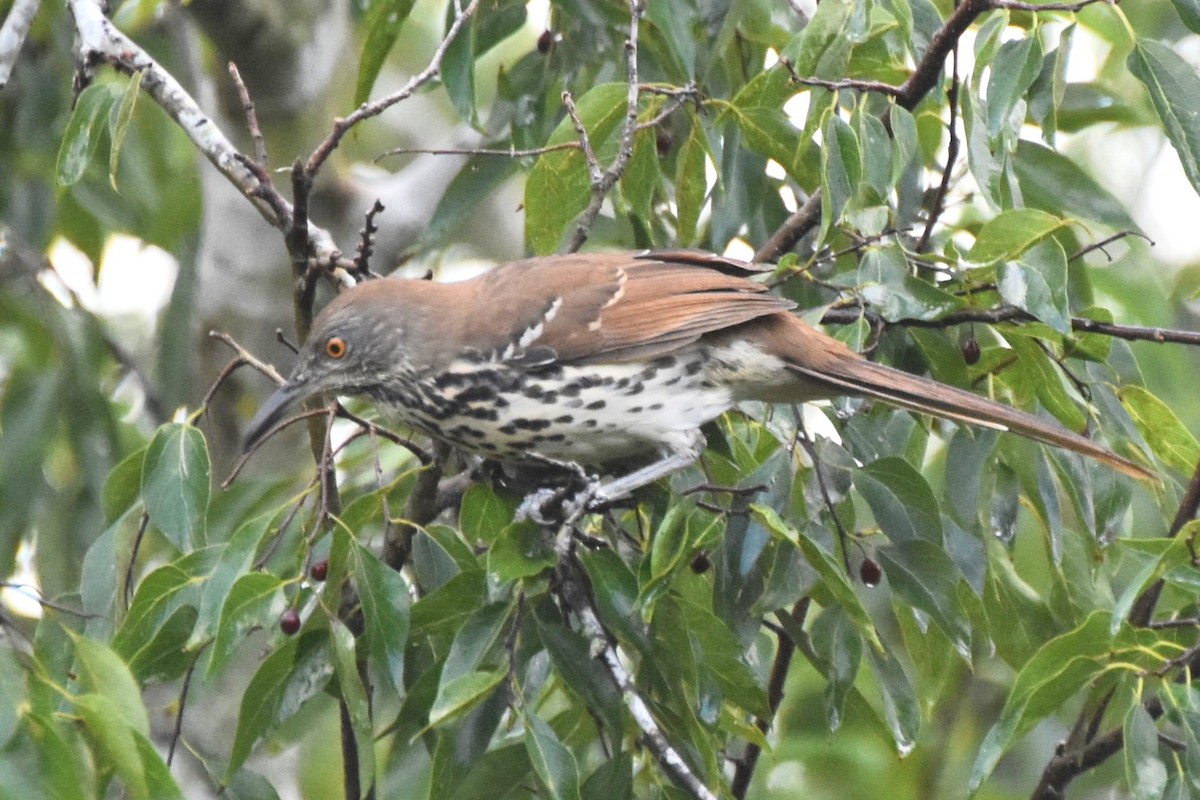 Long-billed Thrasher - ML642682096