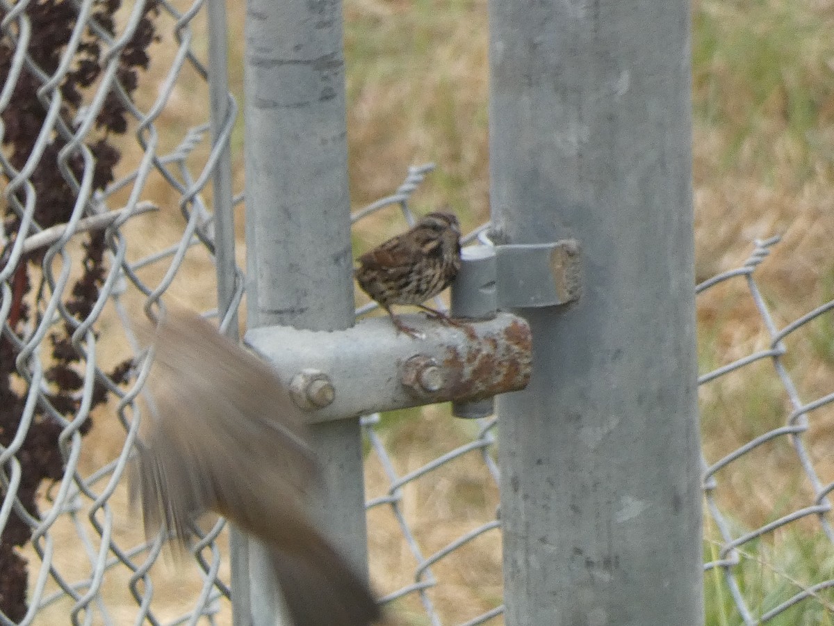 Song Sparrow - ML642682104
