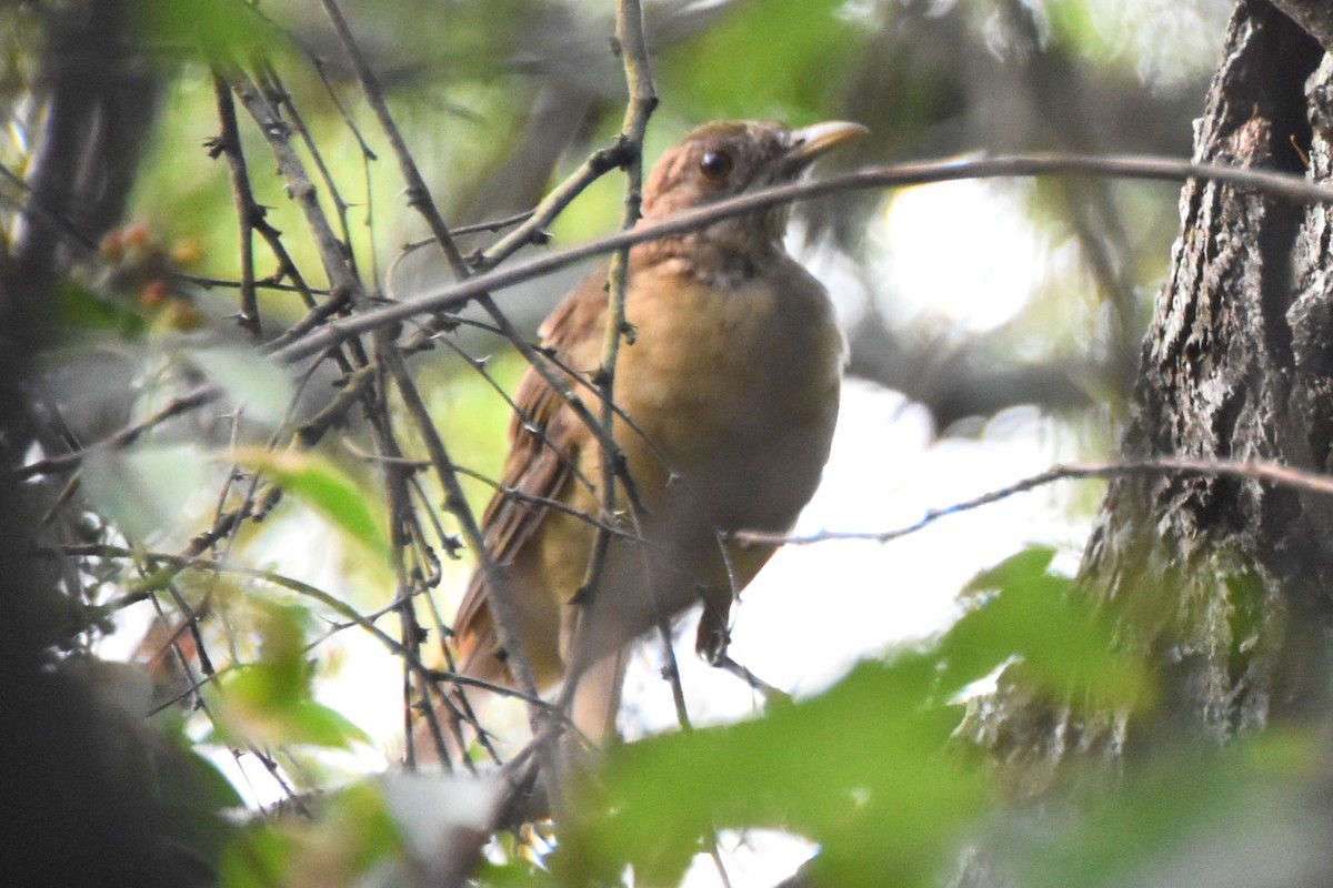 Clay-colored Thrush - ML642682107