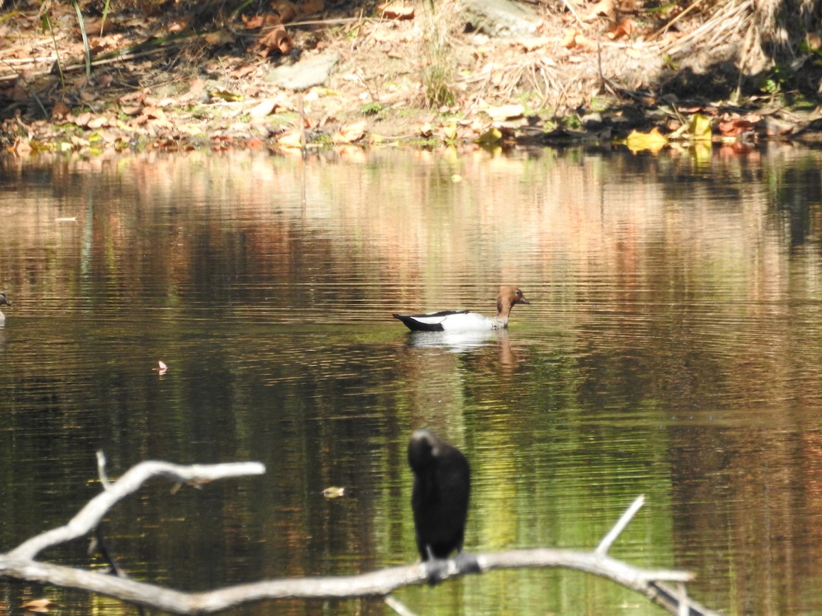 Maned Duck - ML642682111
