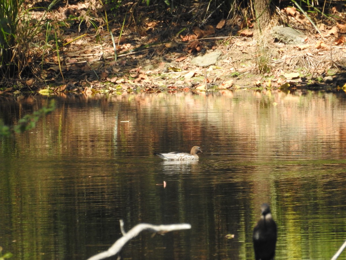 Maned Duck - ML642682112