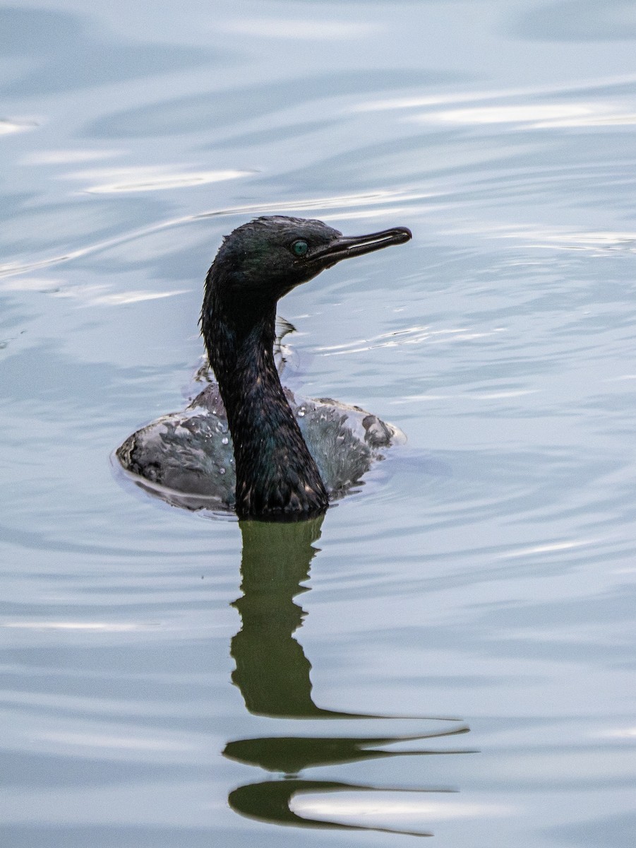 Pelagic Cormorant - ML642682113