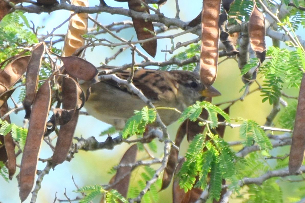 House Sparrow - ML642682114
