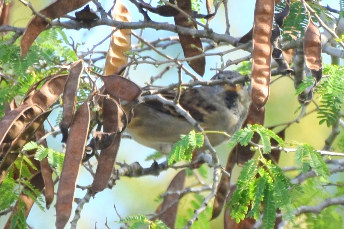 House Sparrow - ML642682115