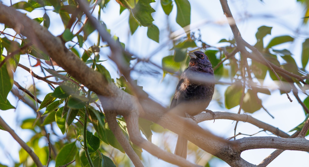 Varied Bunting - ML642682116