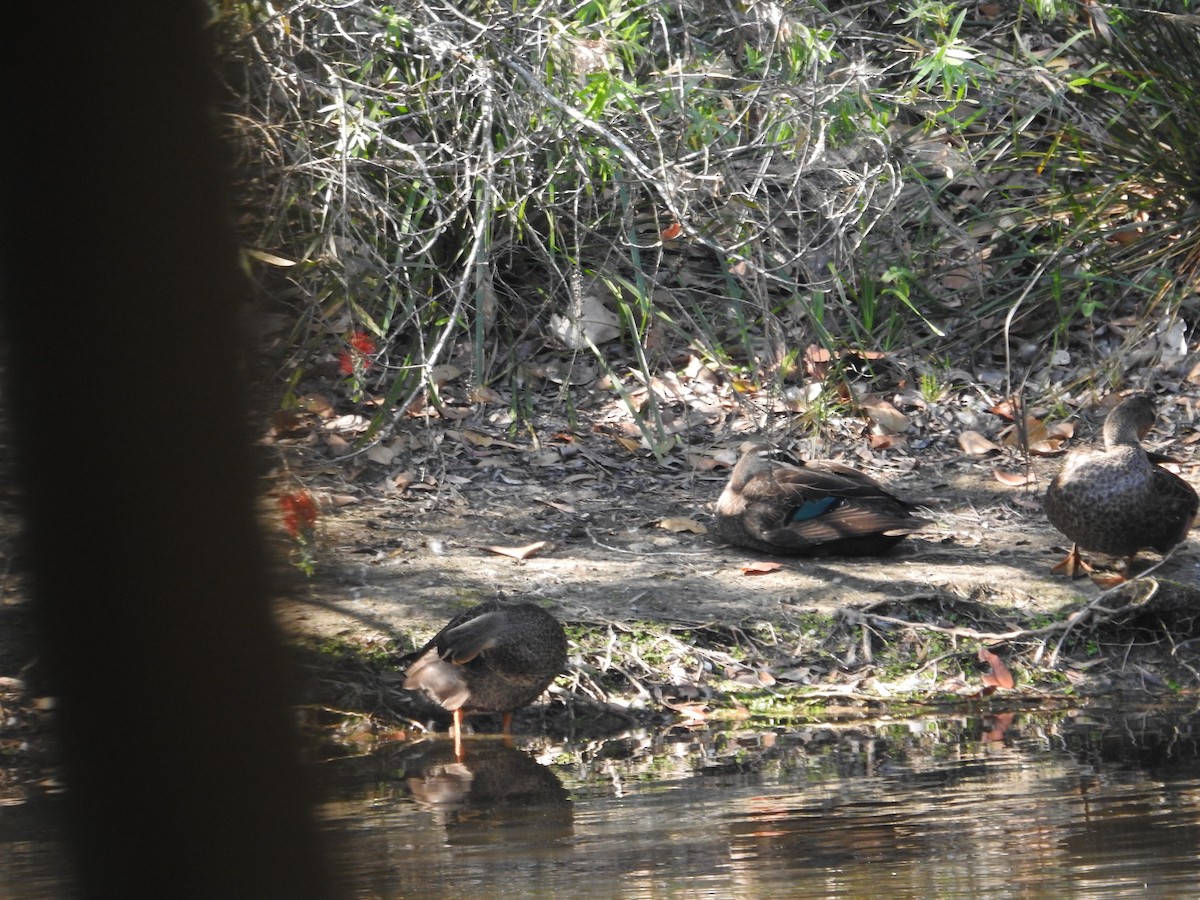 Pacific Black Duck - ML642682119