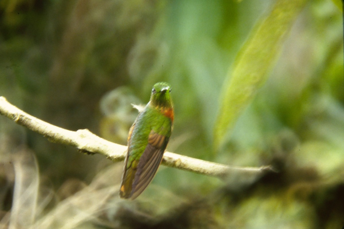 Chestnut-breasted Coronet - ML642682120