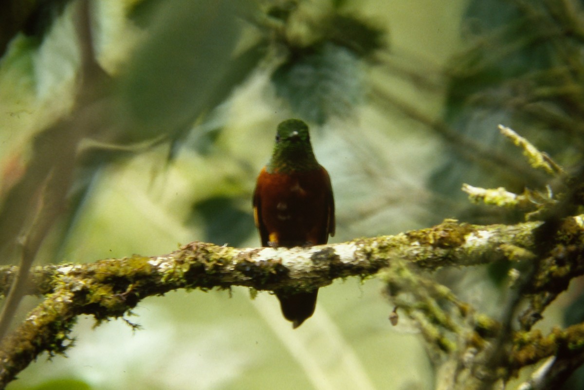 Chestnut-breasted Coronet - ML642682121