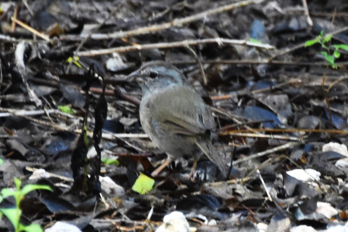 Olive Sparrow - ML642682122