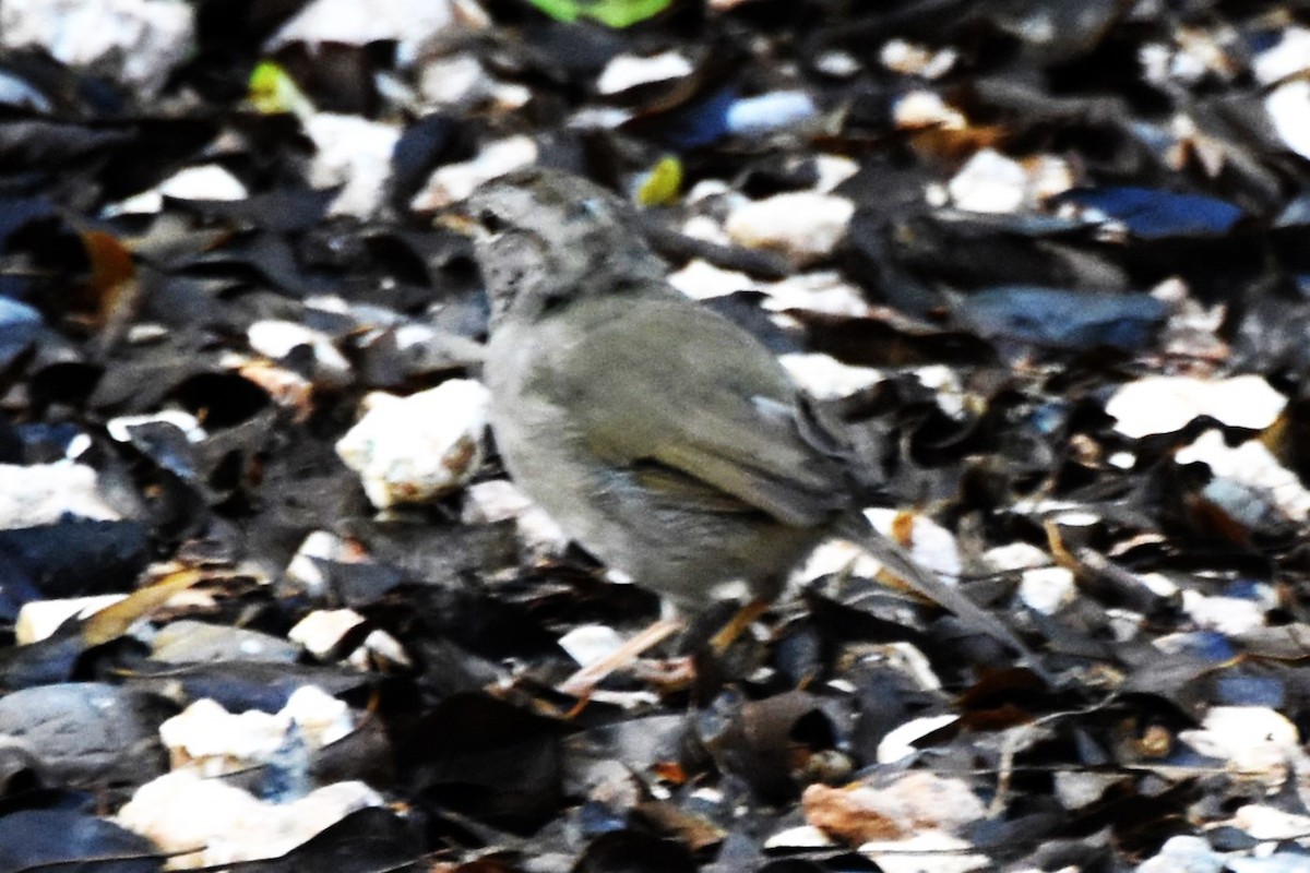 Olive Sparrow - ML642682123