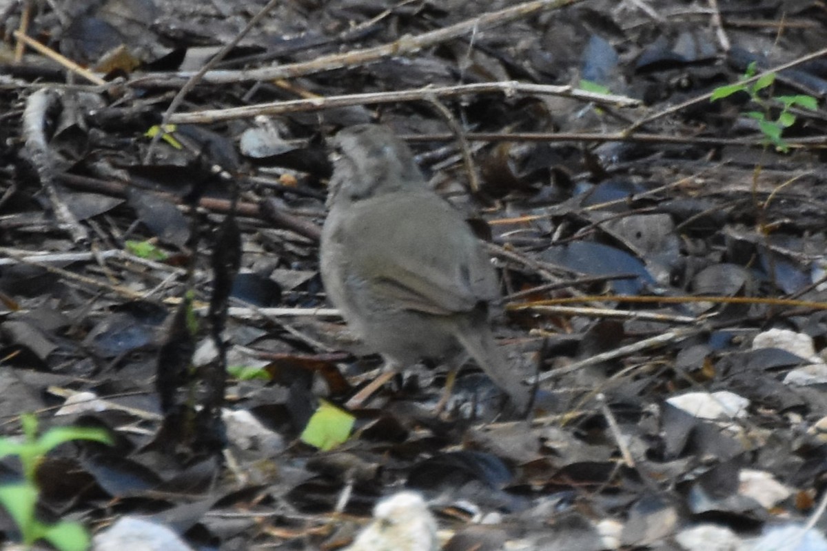 Olive Sparrow - ML642682124