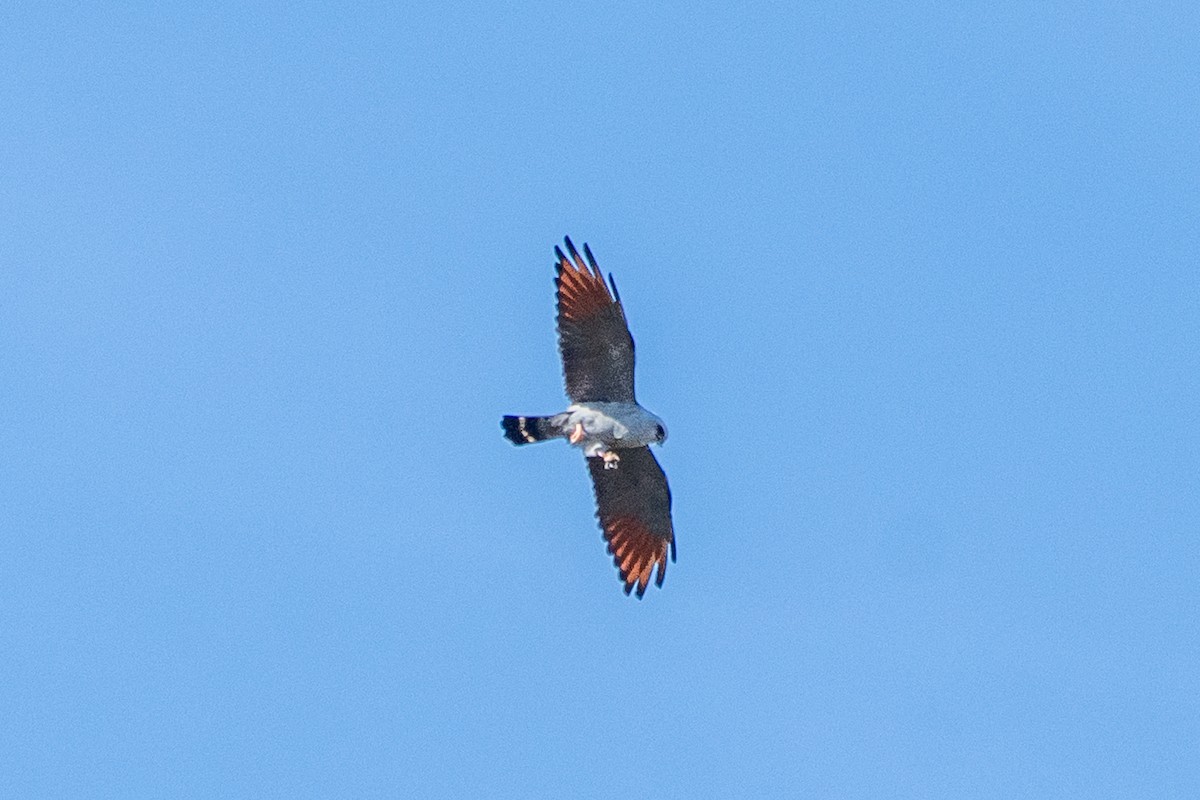 Plumbeous Kite - ML642682125