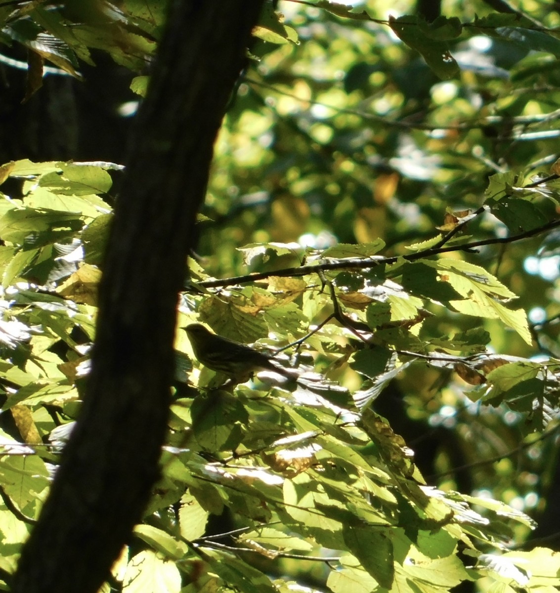 Black-throated Green Warbler - ML642682127