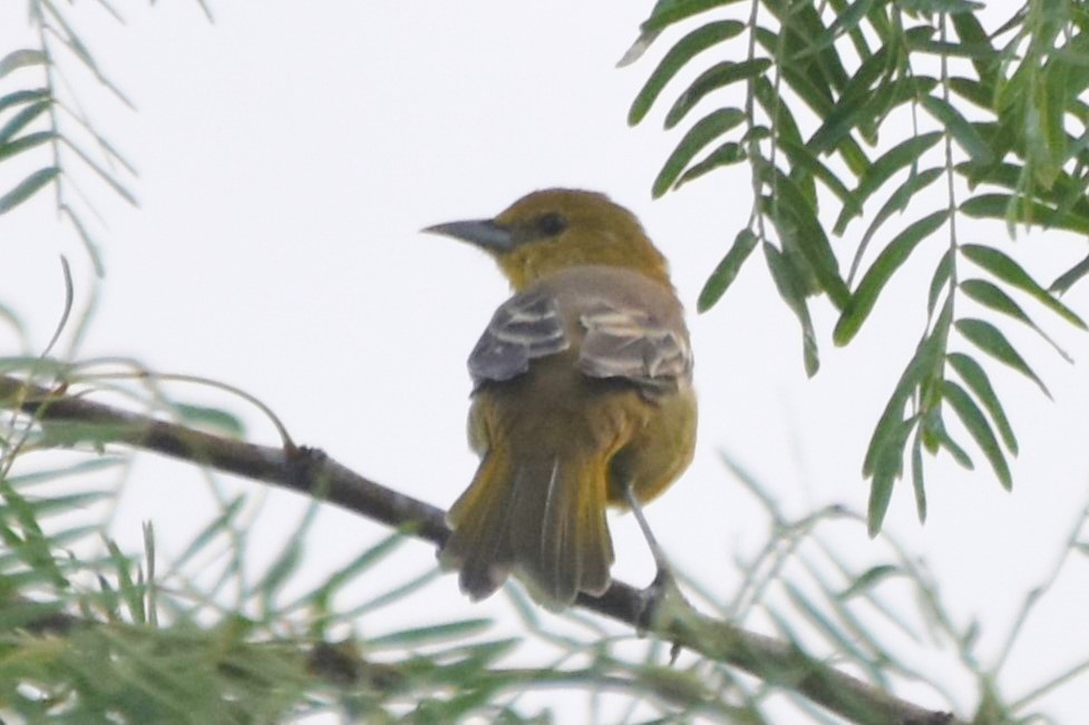 Hooded Oriole - ML642682129