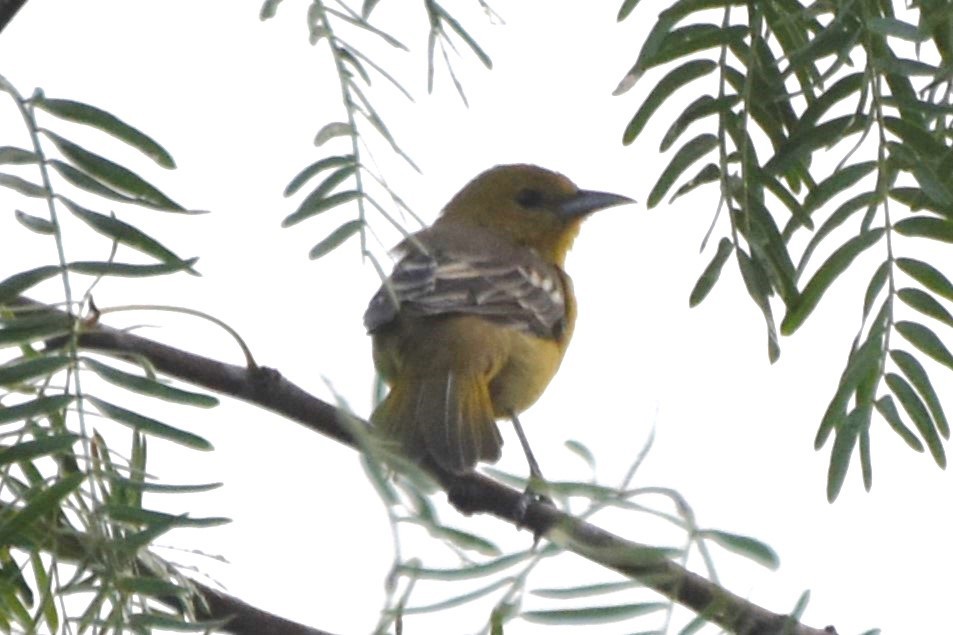 Hooded Oriole - ML642682130