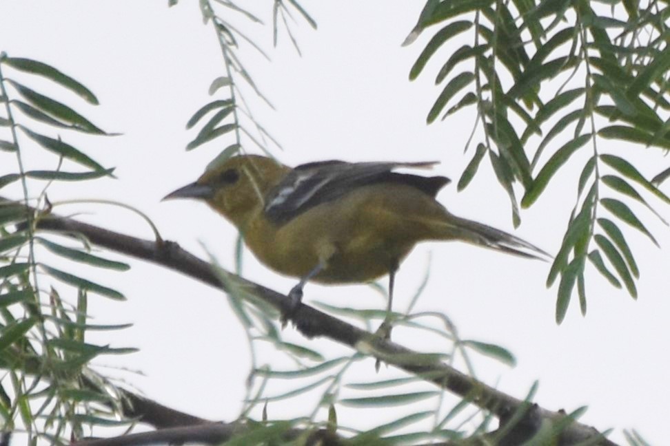 Hooded Oriole - ML642682131