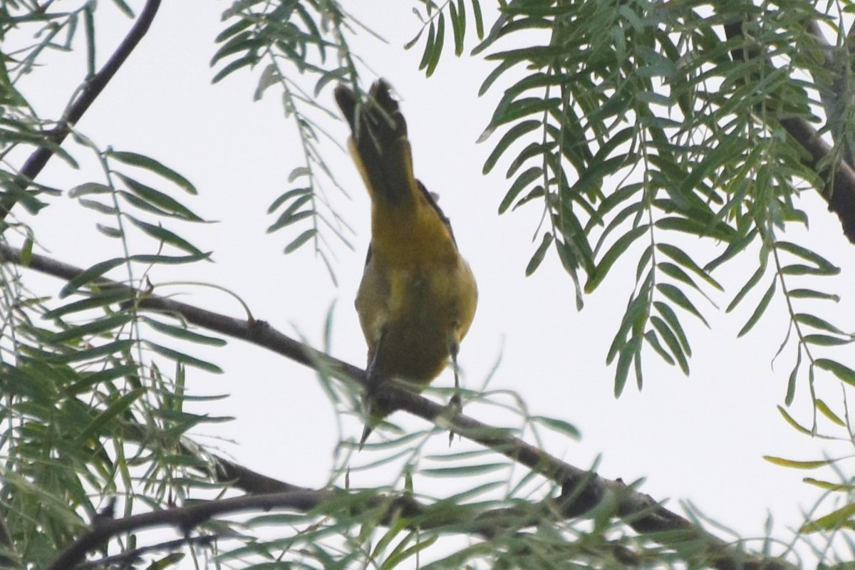 Hooded Oriole - ML642682132