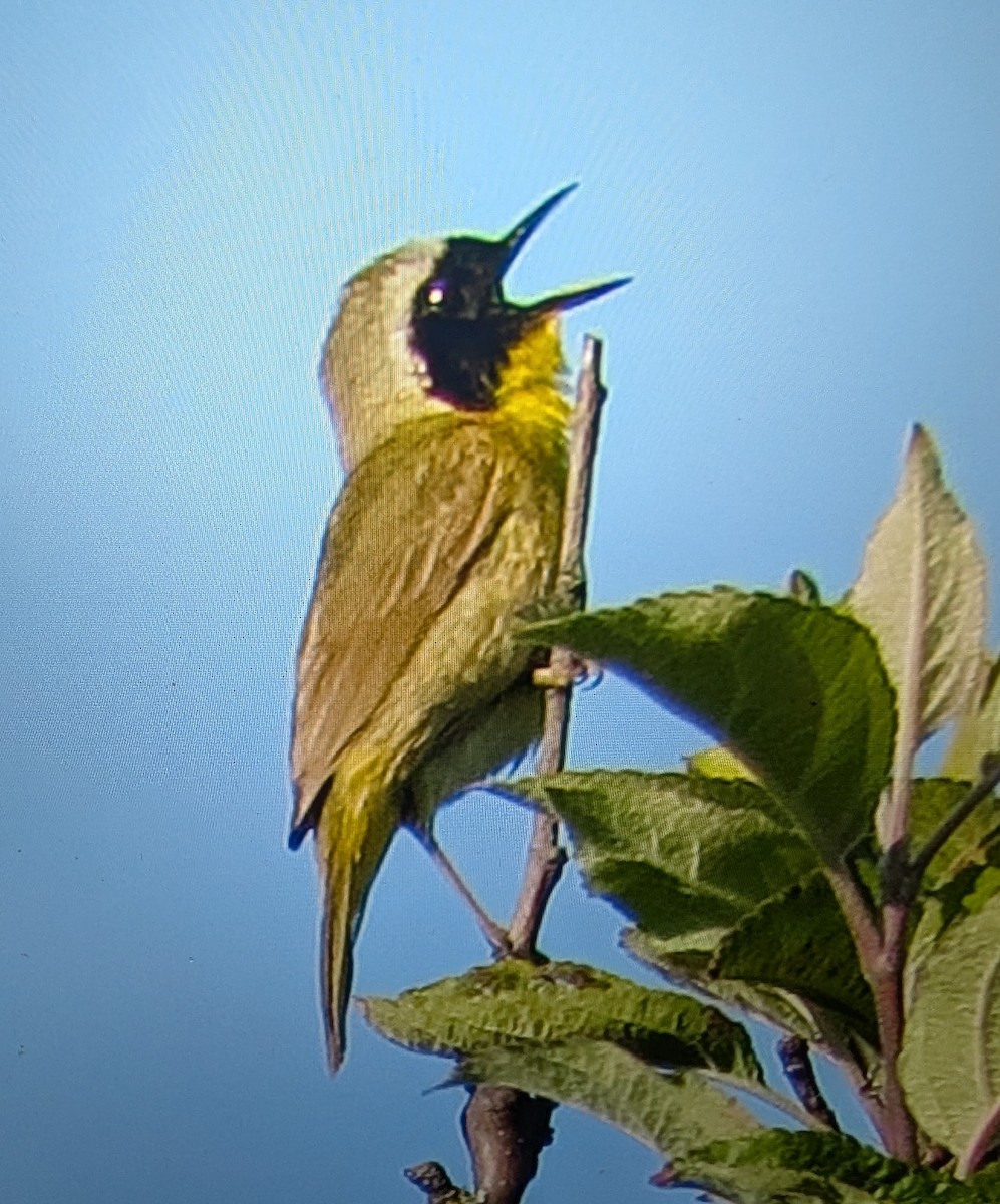 Common Yellowthroat - ML642682133