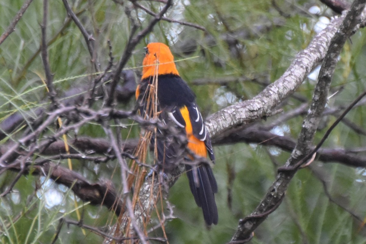 Altamira Oriole - ML642682138