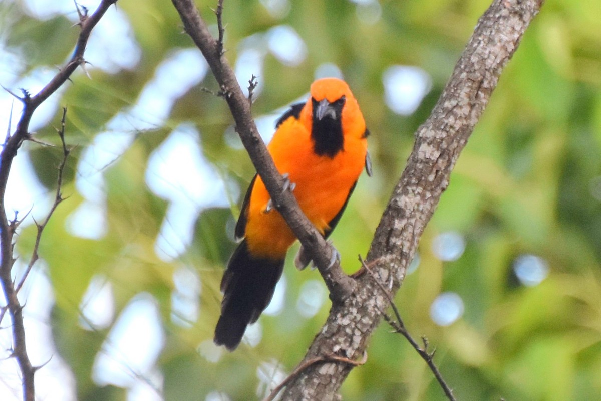 Altamira Oriole - ML642682140