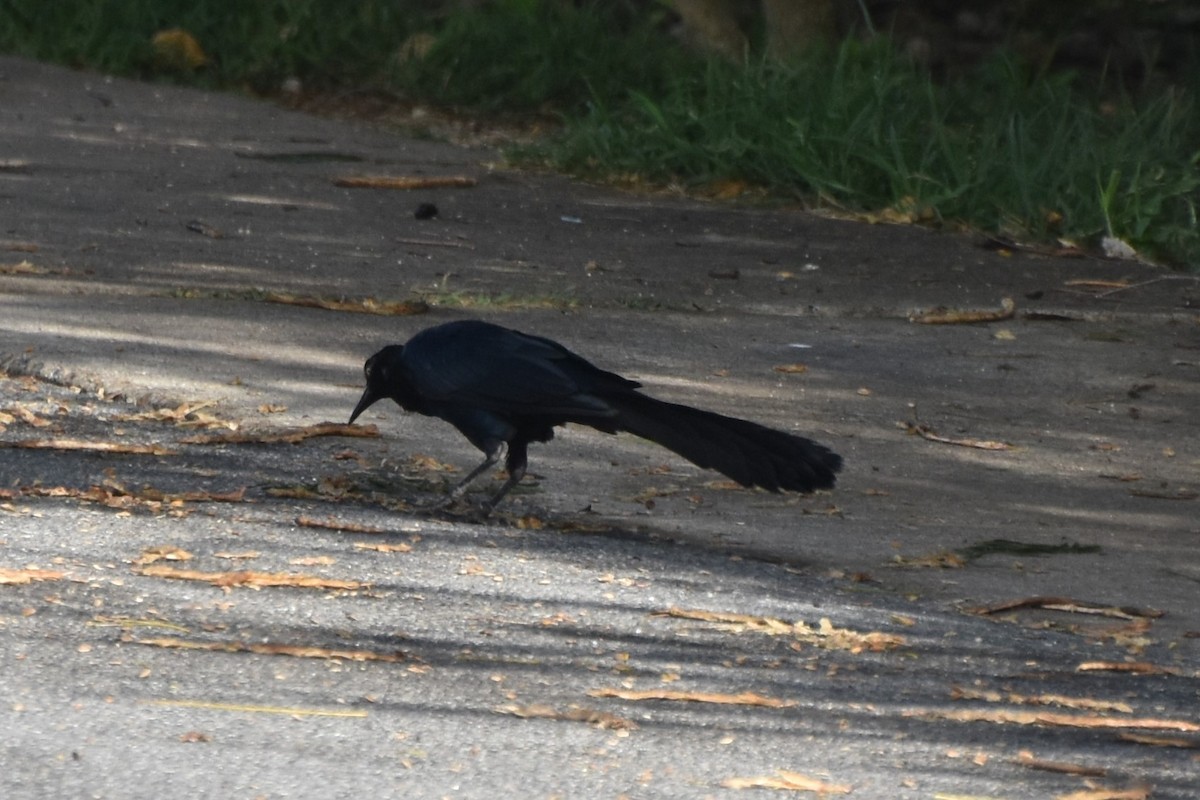 Great-tailed Grackle - ML642682147