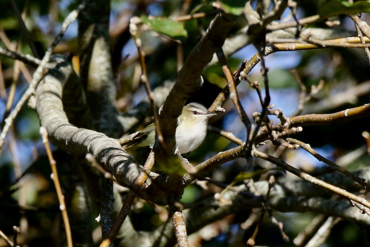 Red-eyed Vireo - ML642682149