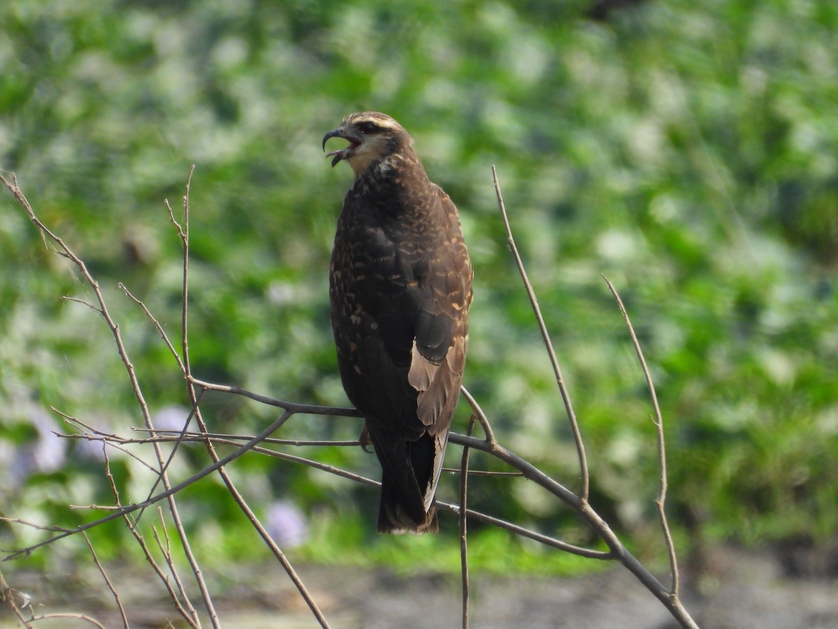 Snail Kite - ML642682151