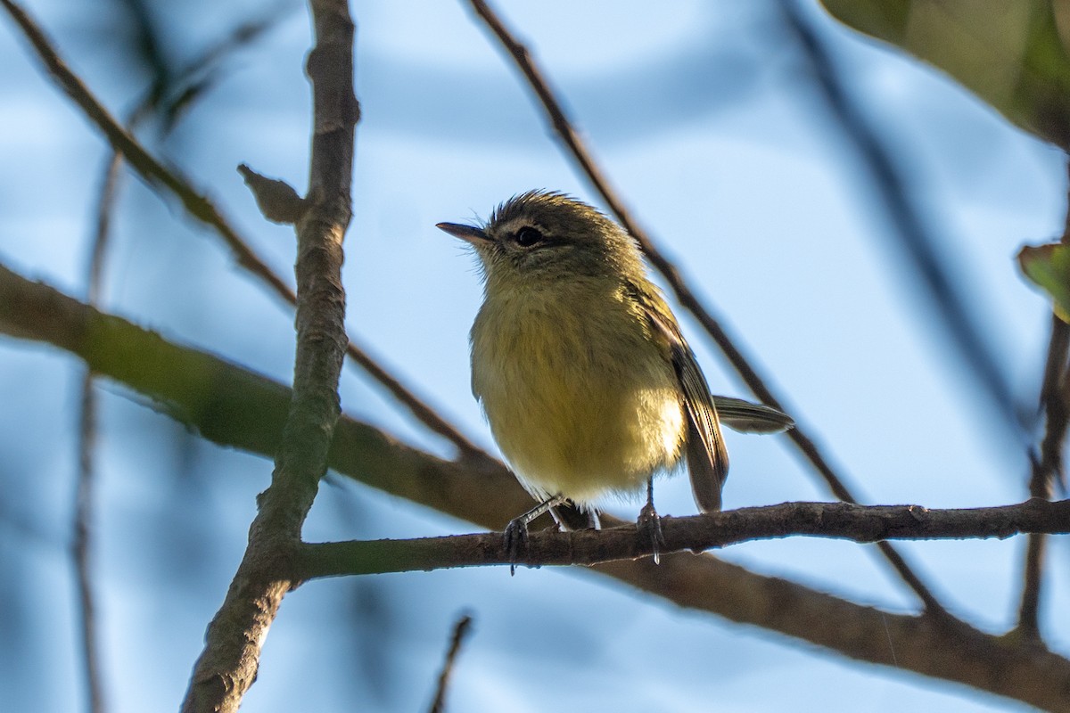 Mottle-cheeked Tyrannulet - ML642682157