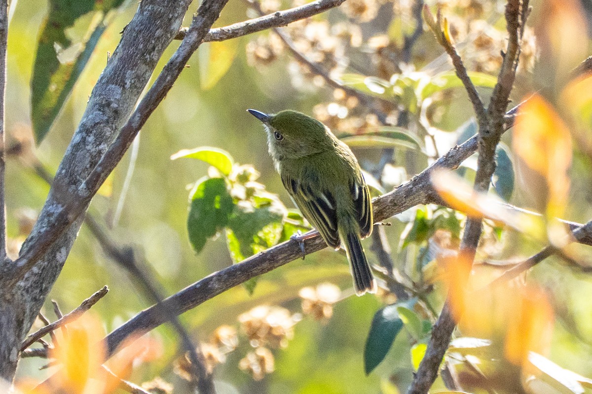 Hangnest Tody-Tyrant - ML642682182