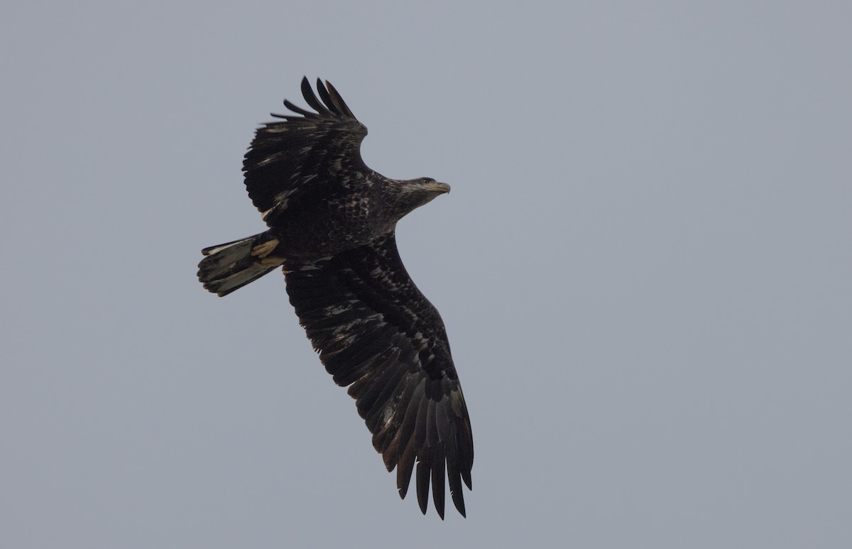 Bald Eagle - ML642682195