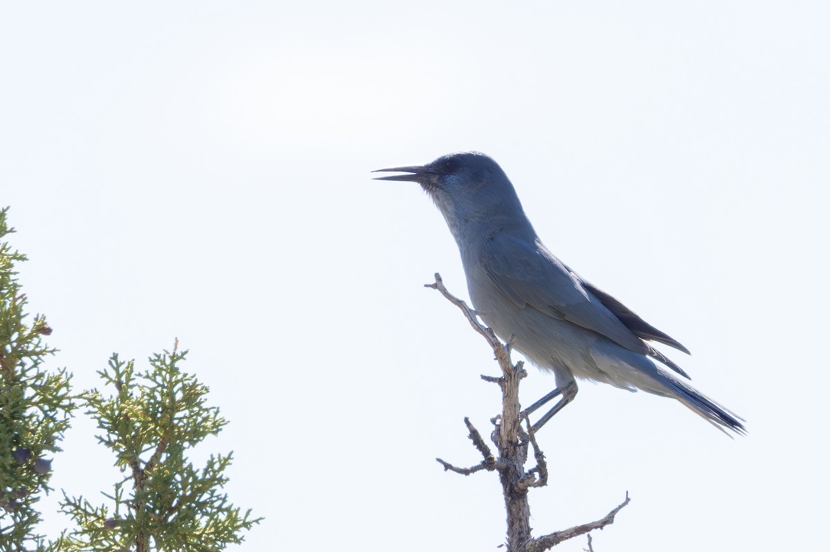 Pinyon Jay - ML642682202