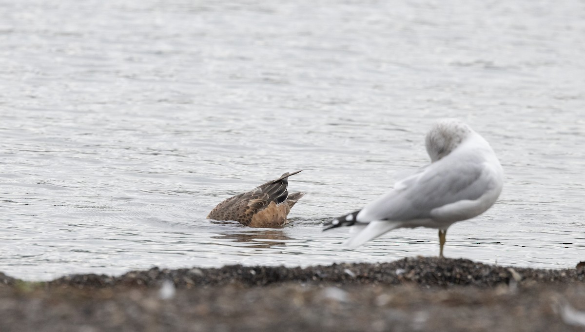 American Wigeon - ML642682204