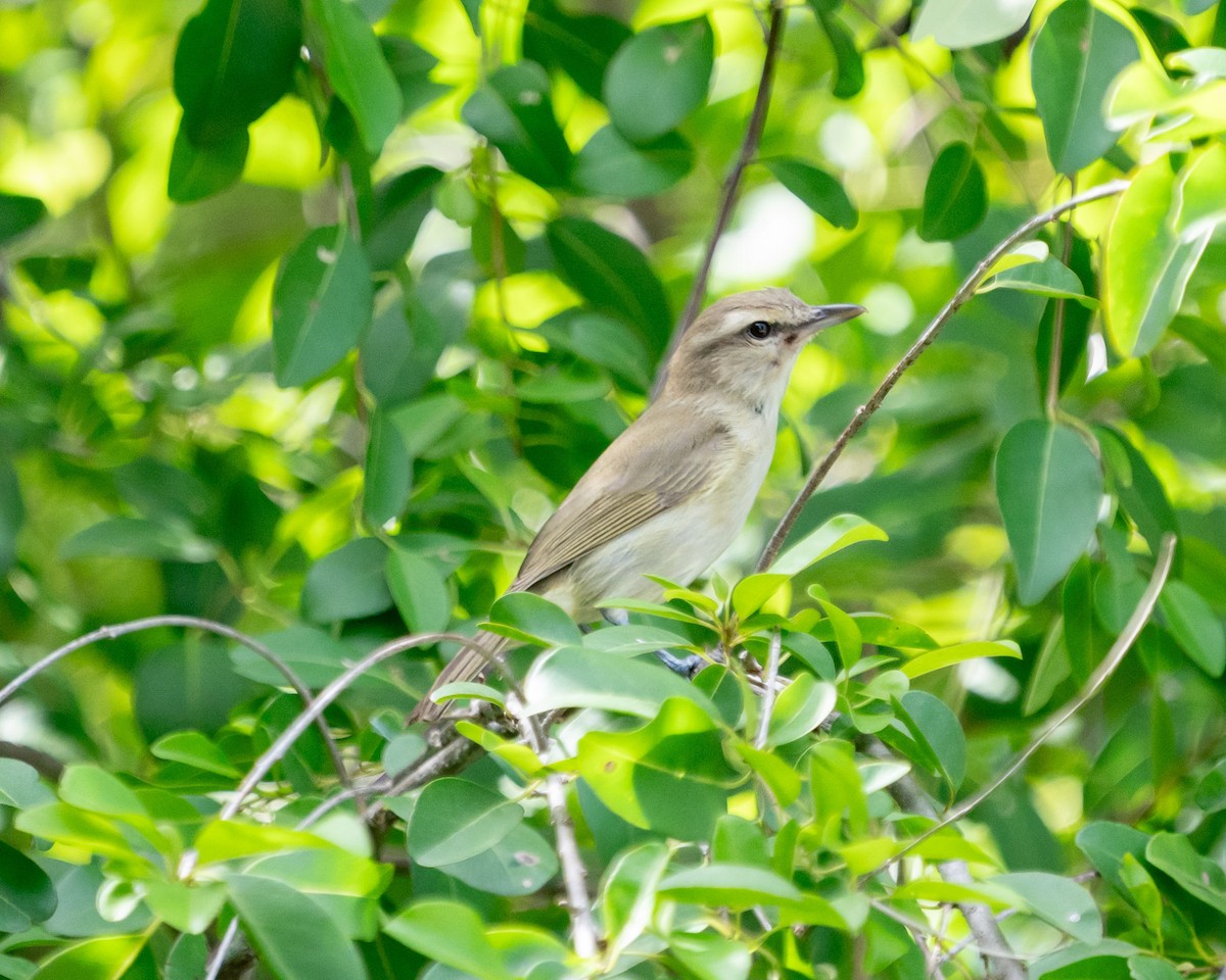 Yucatan Vireo - ML642682207