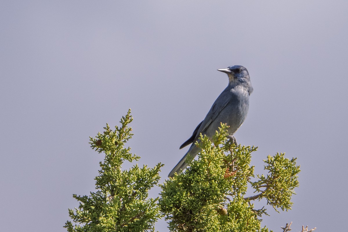 Pinyon Jay - ML642682208