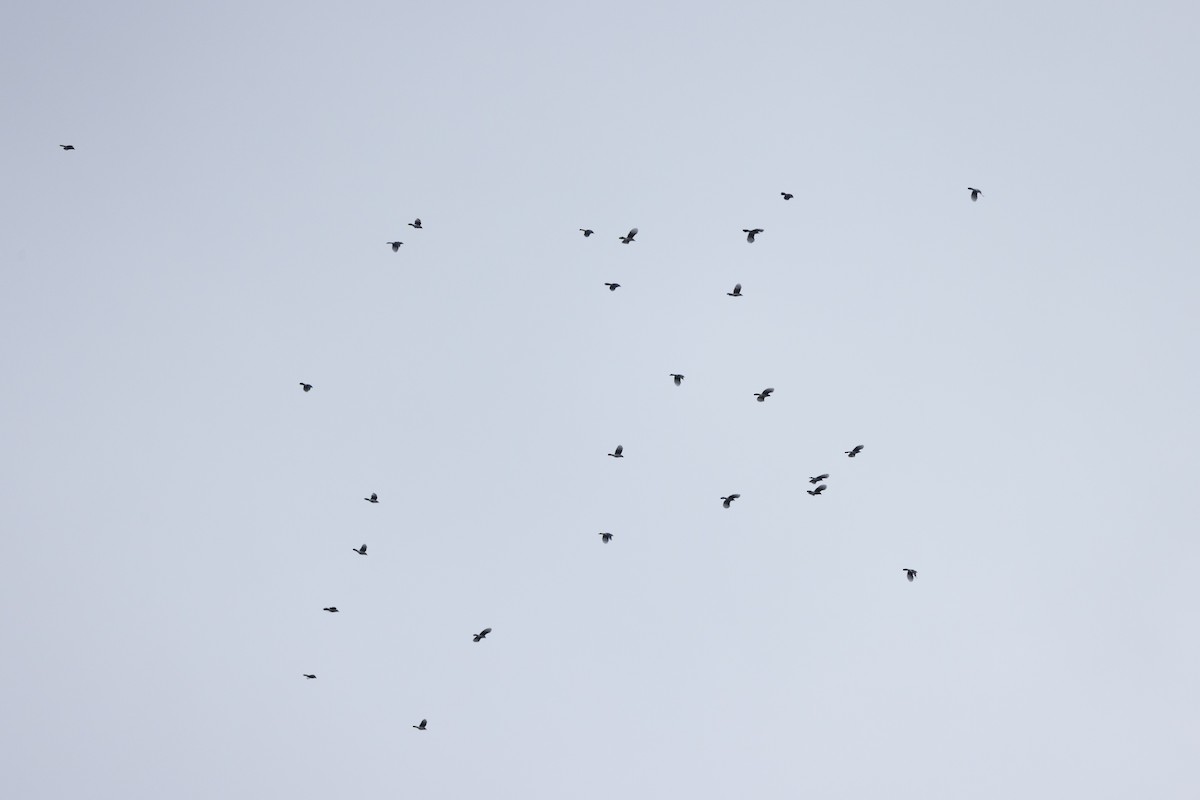 Blue Jay - ML642682210