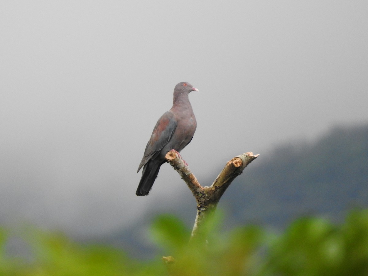 Red-billed Pigeon - ML642682216