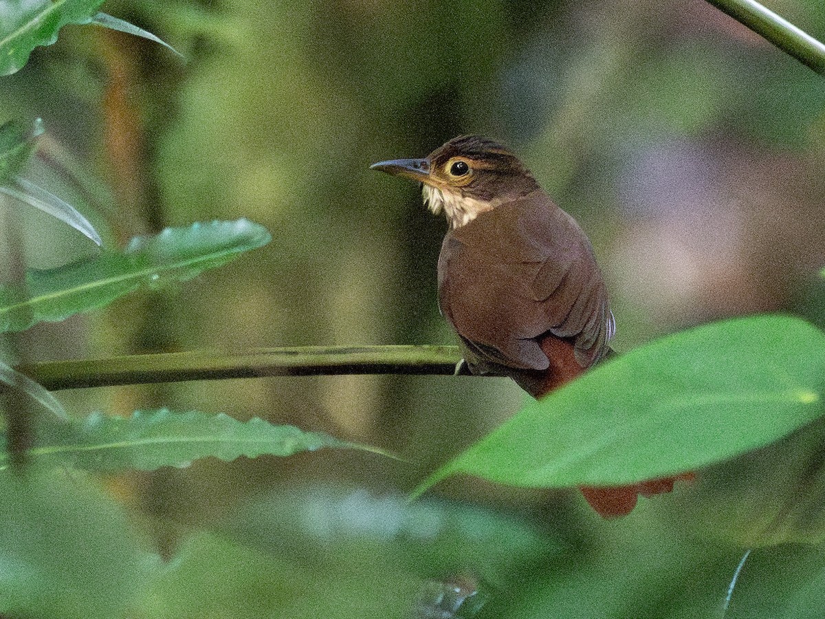 Chiriqui Foliage-gleaner - ML642682217