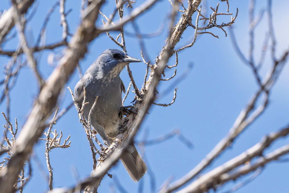 Pinyon Jay - ML642682221