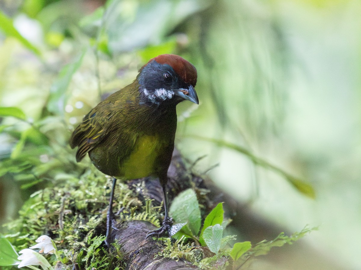 Sooty-faced Finch - ML642682224