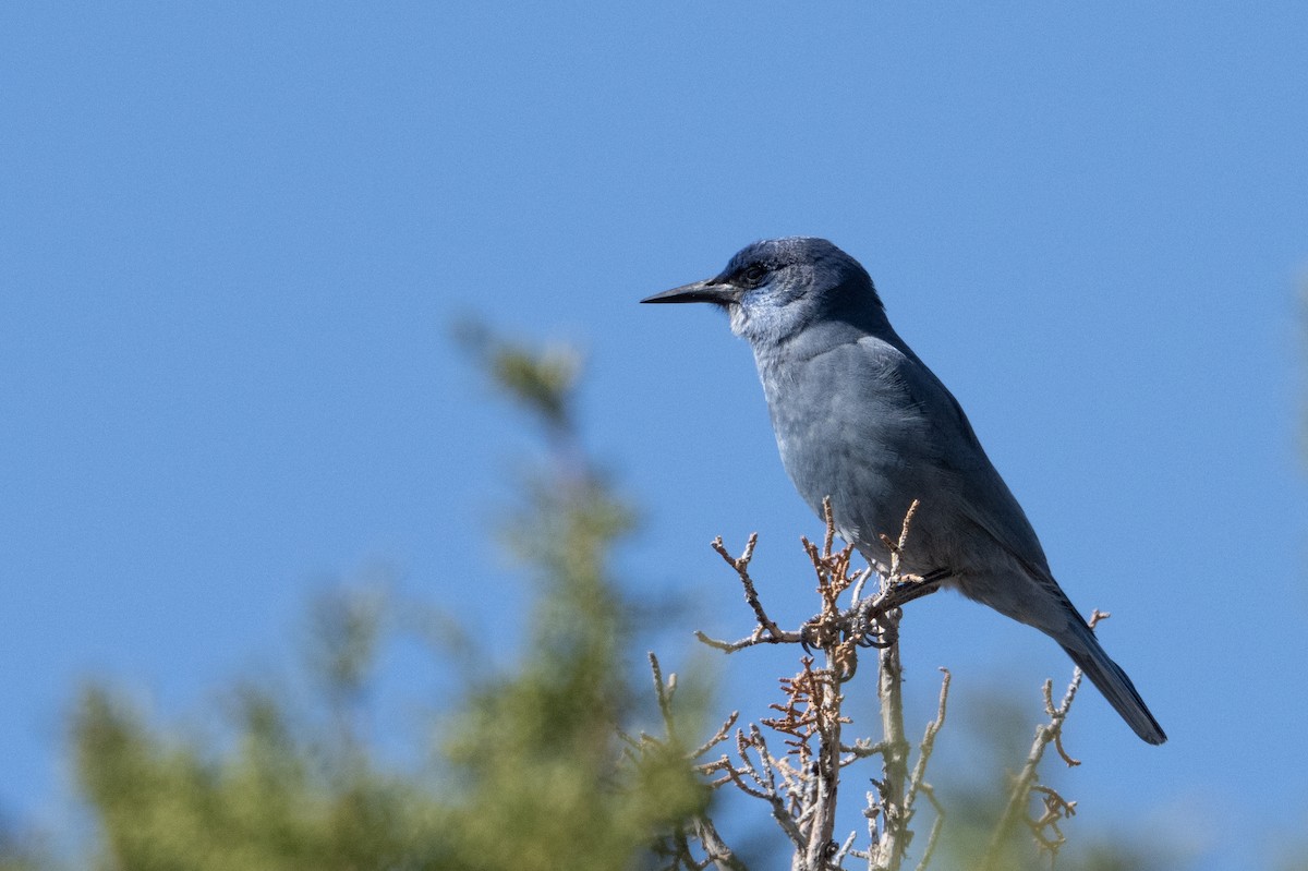 Pinyon Jay - ML642682227
