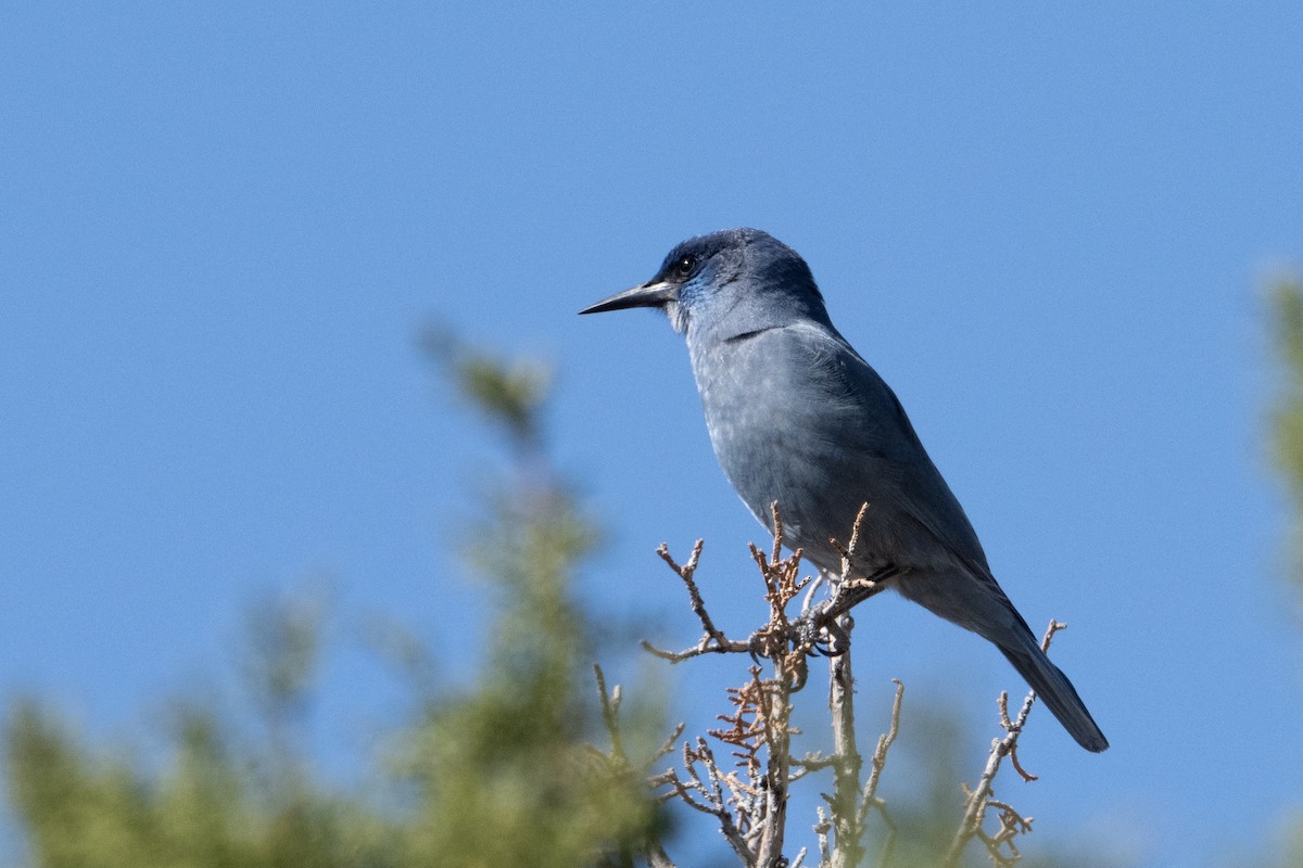 Pinyon Jay - ML642682233
