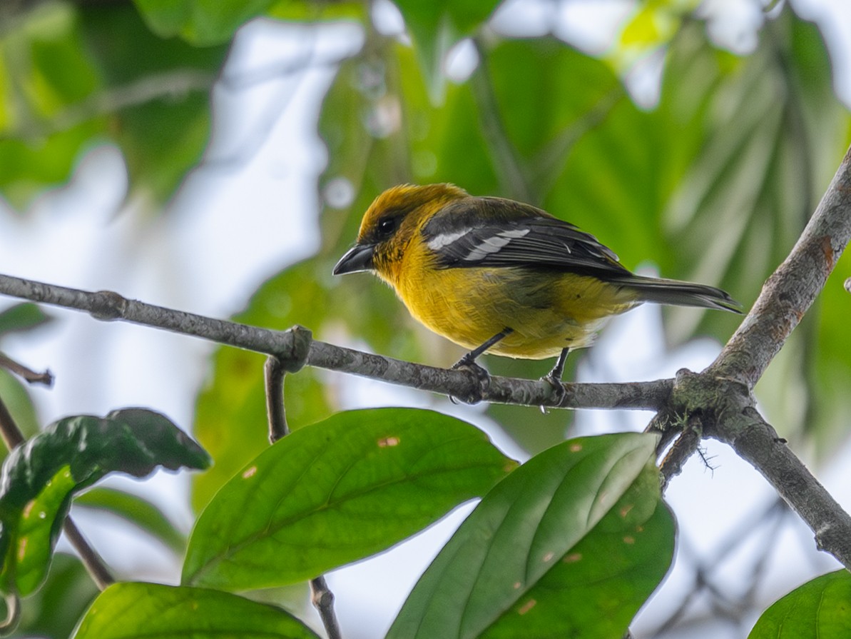 White-winged Tanager - ML642682235