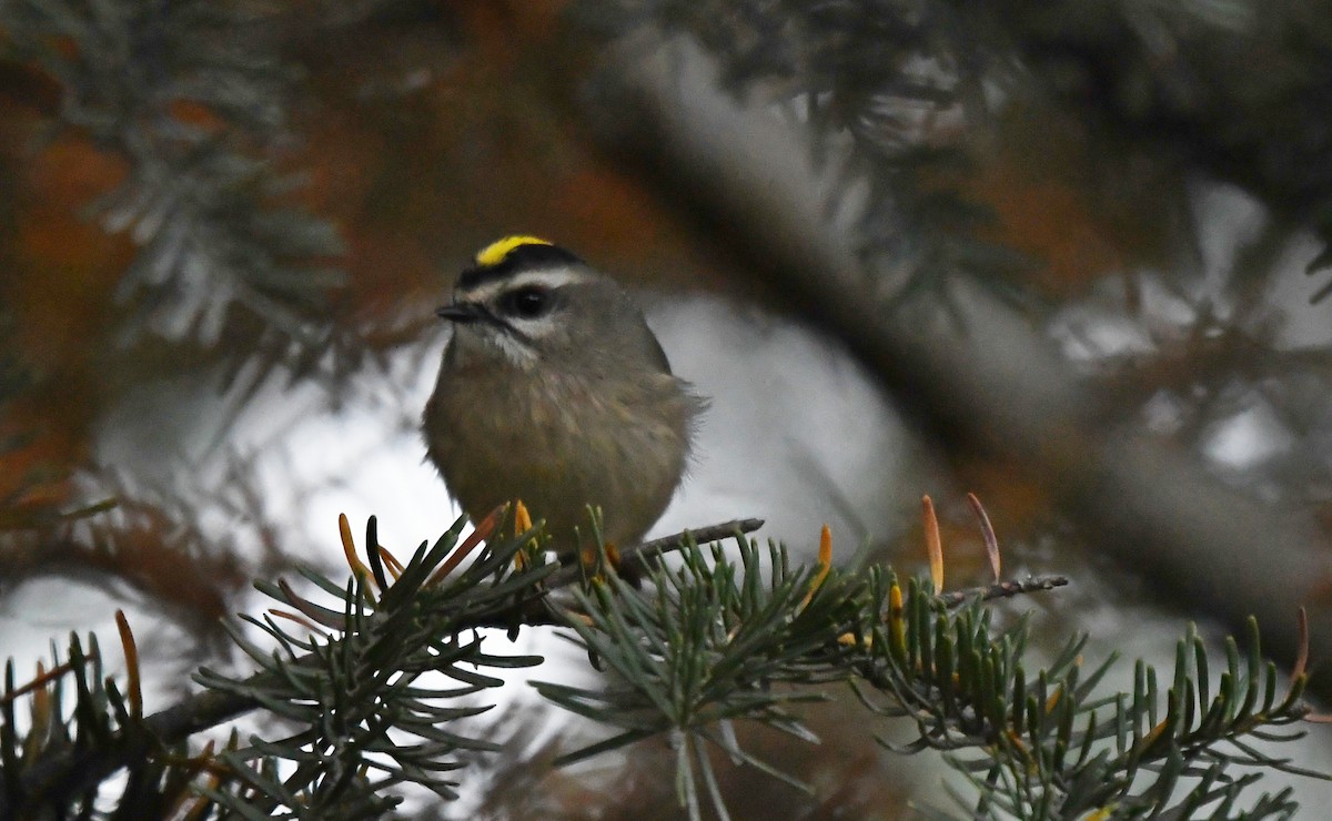 Golden-crowned Kinglet - ML642682252