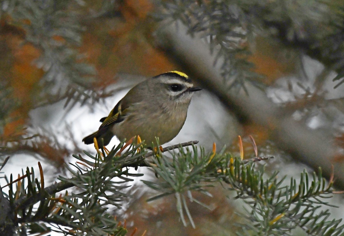 Golden-crowned Kinglet - ML642682254