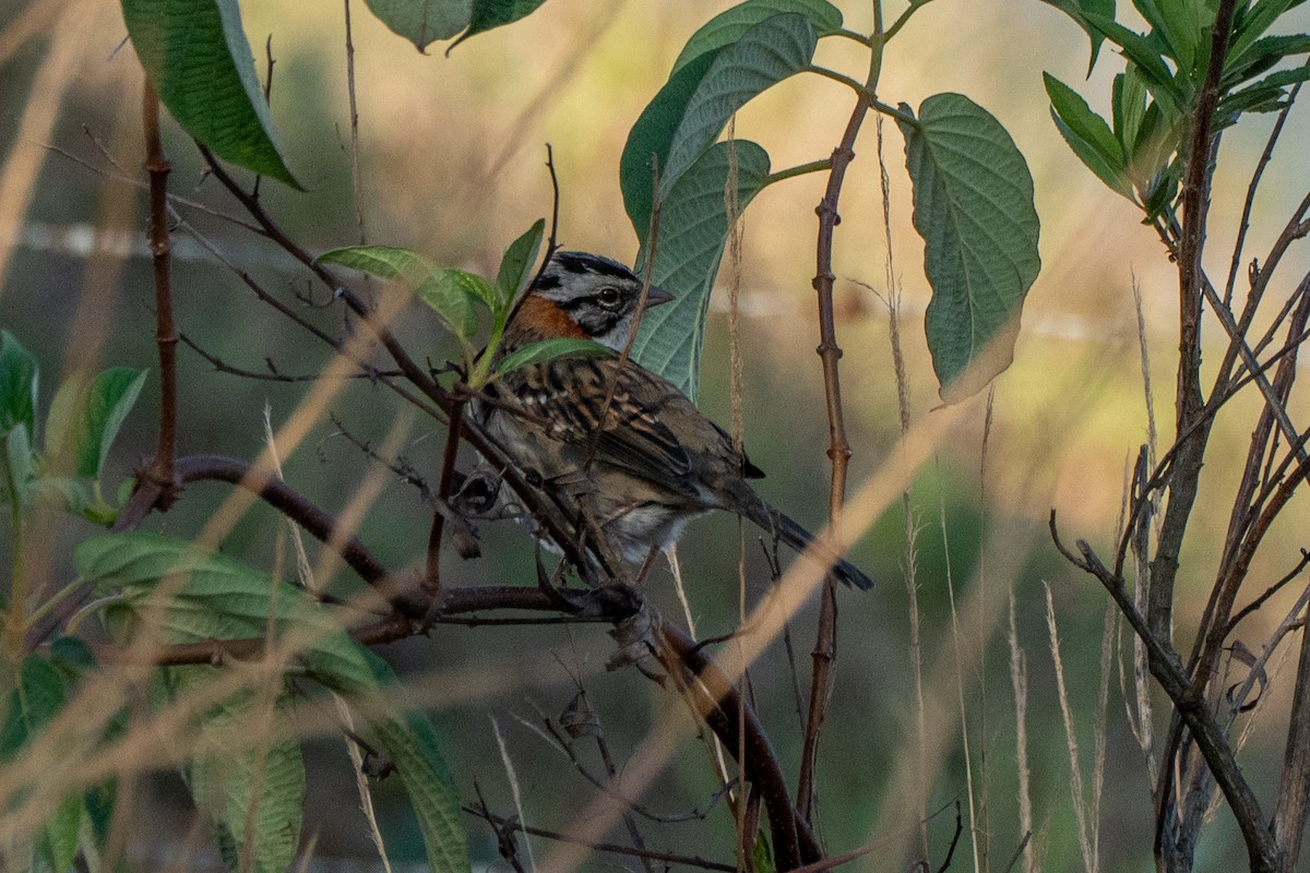 Rufous-collared Sparrow - ML642682272